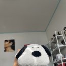 애리장 이미지