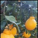 신세계농장 이미지