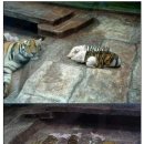 누굴돼지로아나 이미지