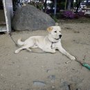 란꾸이 이미지
