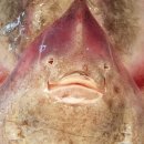 흑산 최익현유적지 이미지