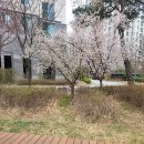 한솔동_주민센터 | 세종시 한솔동 예방접종 전문 병원 좋아요 추천 List 3곳