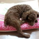 경북가축병원 이미지