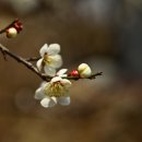 산수유피는마을 이미지