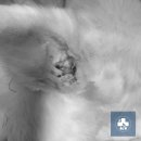 페토피아 동물병원 이미지