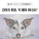 강아지 미용 이미지