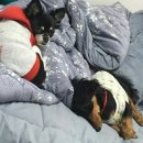 혜인동물병원 이미지