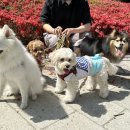 누가꽃이개 이미지