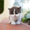 고양이샵 이미지