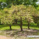 난지천3(축구장) 이미지