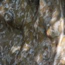 의령 충익사 모과나무 이미지