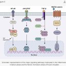 Re: 오십견(유착성관절낭염) self-resolving 만성염증성 섬유화질환!! 최신논문 이미지