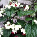 자연-꽃 이미지