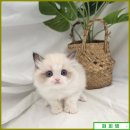 퍼피럽 강아지분양 고양이분양 군산본점 | 군산애견분양 선택의 퍼피댕 애견샵