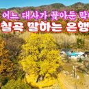 말하는 은행나무 이미지