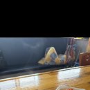 킹콩낚시 이미지