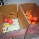 [농라] &#39;제이청과&#39; 유럽종 완숙토마토 5kg 후기🍅