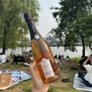 오데나(Odena) | 기대가 너무 컸을까? 보히가스 까바 브뤼 로제 후기 (Bohigas Cava Brut Rosat)