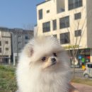 아르르펫 이미지