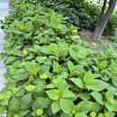 덥다 더워요... 이미지