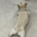 강아지대학로 | 혜화) 강아지 대학로 후기