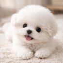 몽냥몽냥 강아지분양 고양이분양 김포점 | 미니비숑분양 처음이라면 몽냥몽냥김포점이 괜찮았던 이유