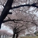 관작리 벚꽃길 이미지