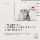 아이캣 고양이미용 호텔 이미지