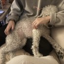 계림원 누릉지통닭 망원점 이미지