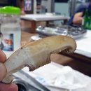 정남진코뚜레식당
