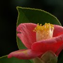 이화원(온실) 이미지