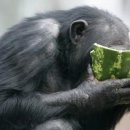 금강산도식후경 이미지