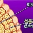 올가라인 이미지