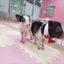 피그월드 이미지