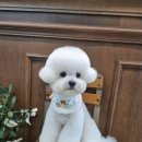 애니살롱 본점 이미지