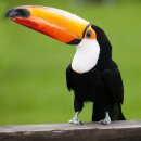 토코투칸 [Toco toucan] 이미지