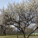 신탄진고네거리 | 대청호 벚꽃축 후기: 낮밤 비교부터 행사 꿀팁까지 한눈에 정리