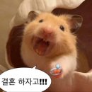 줄을 스시유 | W1 _ ” 스시유 삼성 본점 “ 에서 프로포즈 받은 후기💍 (스시유 디너 코스, 반클리프 목걸이)