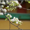 월정사 부도군 이미지