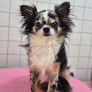 하니 그루밍( Hani Grooming) 이미지