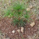 금송농장2 이미지