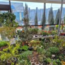 로뎀 | 아산 꽃집 최대규모 식물백화점 로뎀농원 꽃쇼핑 후기