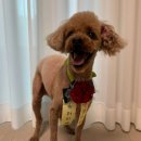 황실 애견미용 살롱 이미지