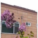 바다요정 이미지