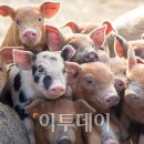 송조농원 이미지