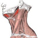 경추 전면부 근육들(platysma, SCM, scalens, sternohyoid, omohyoid, thyrohyoid, stylohyoid, mylohyoid, digastric) 이미지