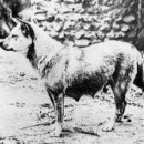 진도개영농조합 이미지