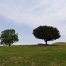 함안 말이산고분군 이미지