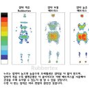 메모리폼 매트리스와 천연라텍스 매트리스 비교 해주세요. 이미지