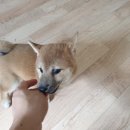 블럭비즈몬 이미지